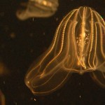All about Mnemiopsis leidyi, the sea walnut comb jelly