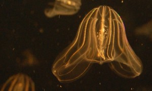 Comb_Jellies