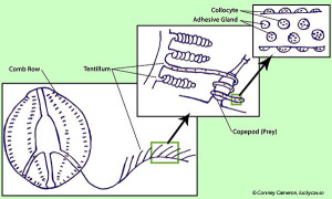 collocytes-small