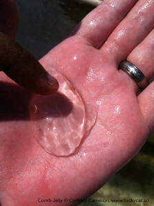 comb-jelly-hand