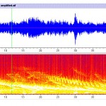 Sea sounds: sci-fi seals, screaming manatees