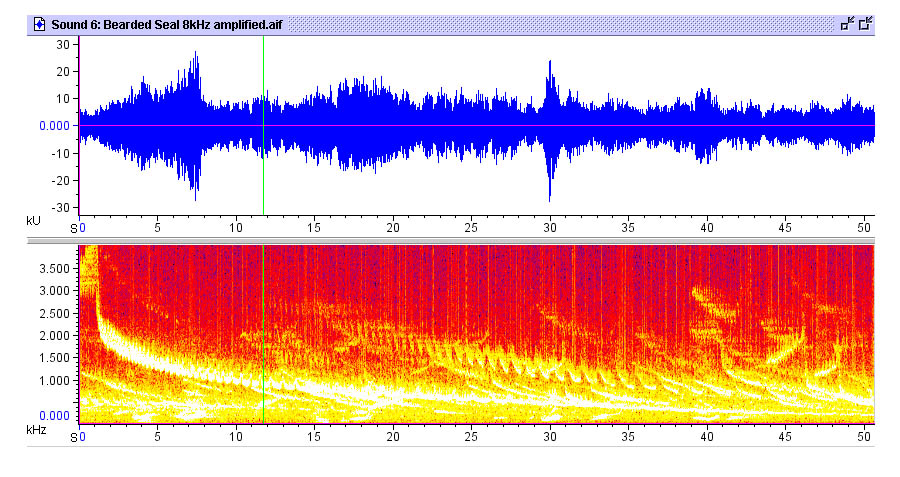 bearder-seal-audio-ocr