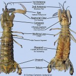 All about Squilla empusa, the American mantis shrimp
