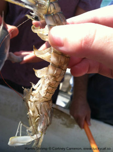 mantis-shrimp-eating