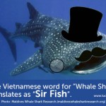 Whale sharks: like a sir