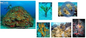 ancient-key-largo-reefs