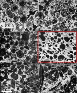 Bryozoan facies of Miami Limestone