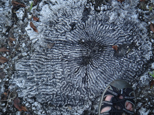 Brain coral at Windley Key Quarry by Cortney Cameron.