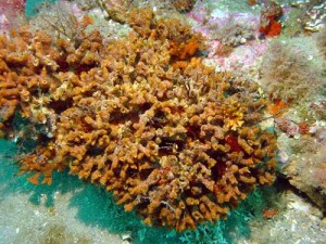 Schizoporella floridana bryozoan