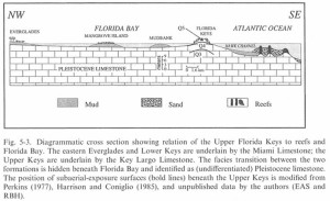 Cross-section of Southern Florida limestone.