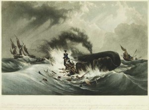 Pursuing whale. Source: Wikimedia