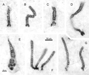 bangiomorpha