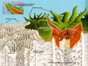 coral-polyp