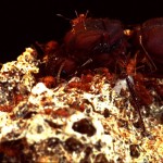 Why Formicids (ants) are awesome