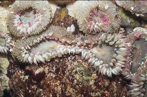 Anemone splitting in half.