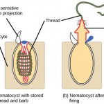 Why Cnidarians (jellyfish, coral) are awesome