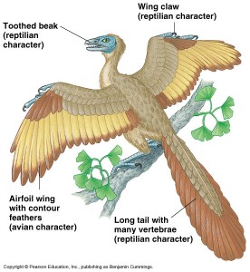 Archaeopteryx, a feathered theropod.