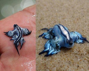 Glaucus-atlanticus-blue-pokemon