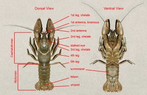 crayfish-anatomy