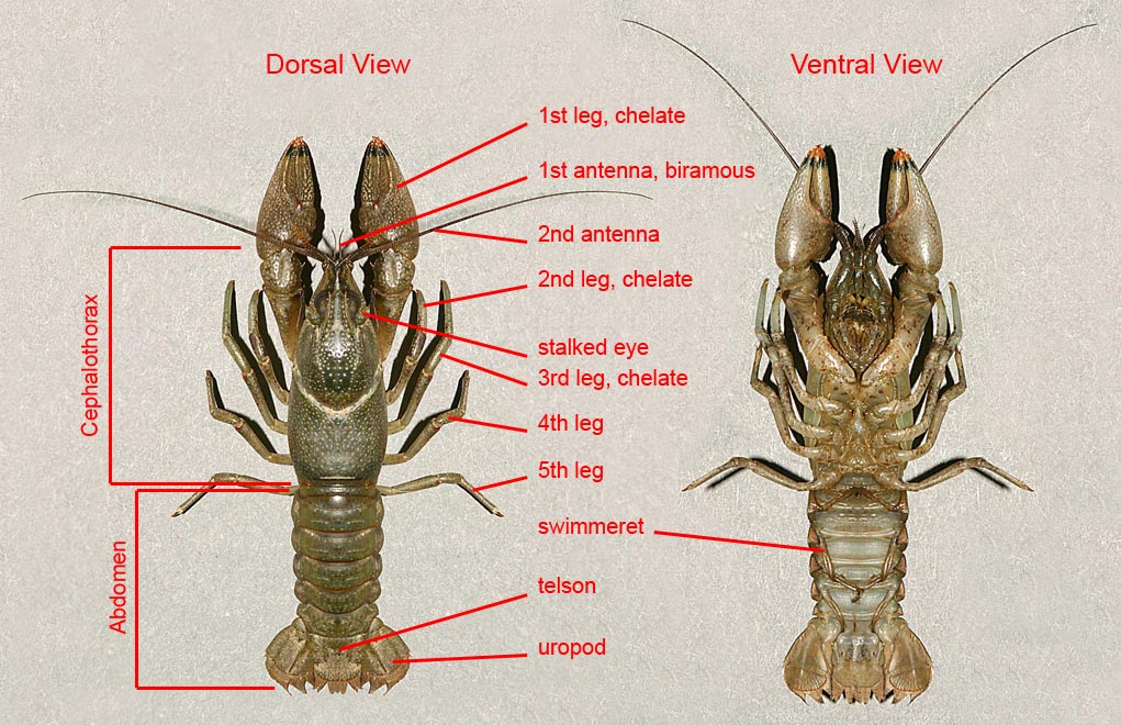 Crayfish Chart