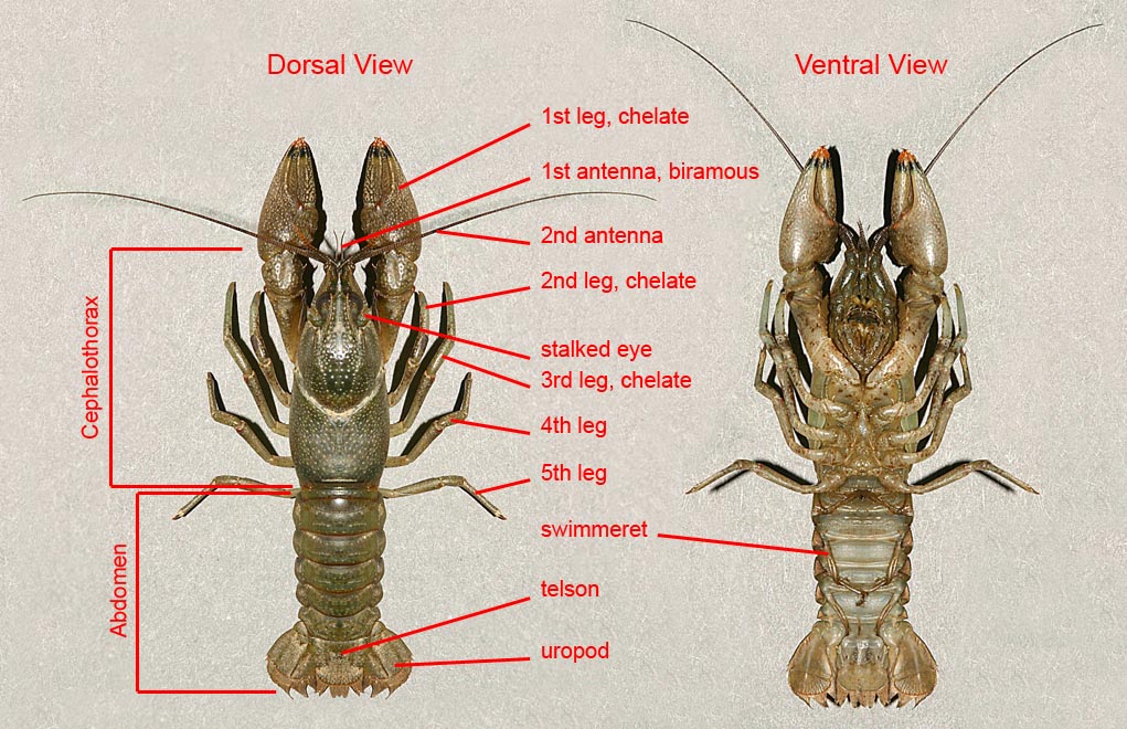 Crawdads in NC | Lucky Sci