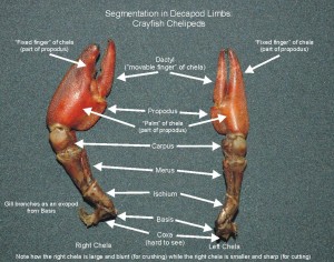 decapod-limbs