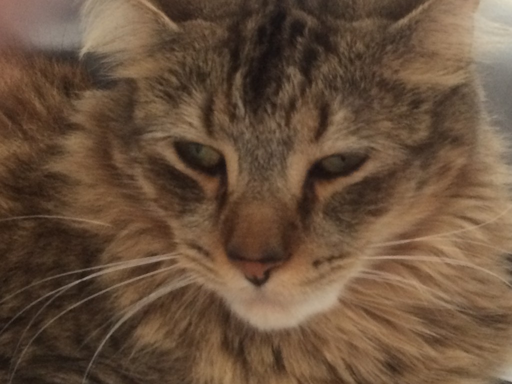 derp-kitty