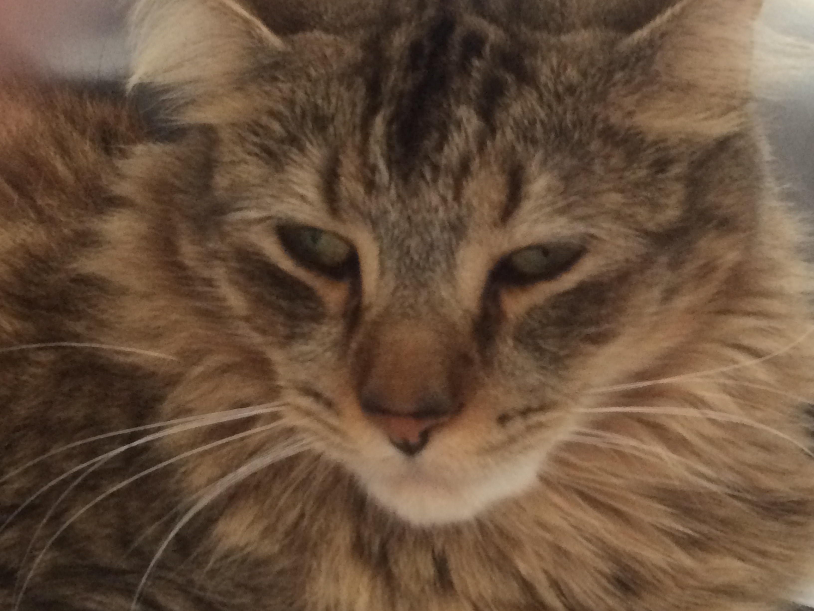 tinge of derp tinge of derp