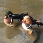 Beautiful ducks of Duke Gardens, Durham, NC
