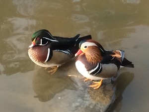ducks-1