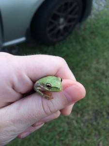 frog-1