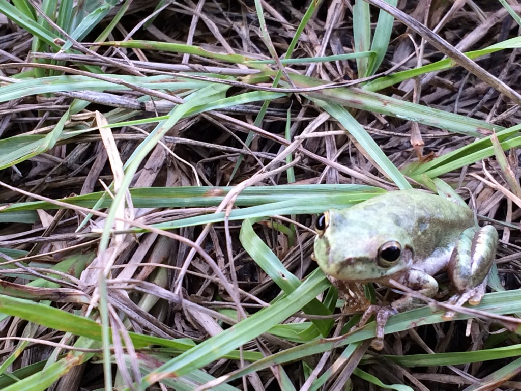 Identifying frogs and toads in NC Lucky Sci