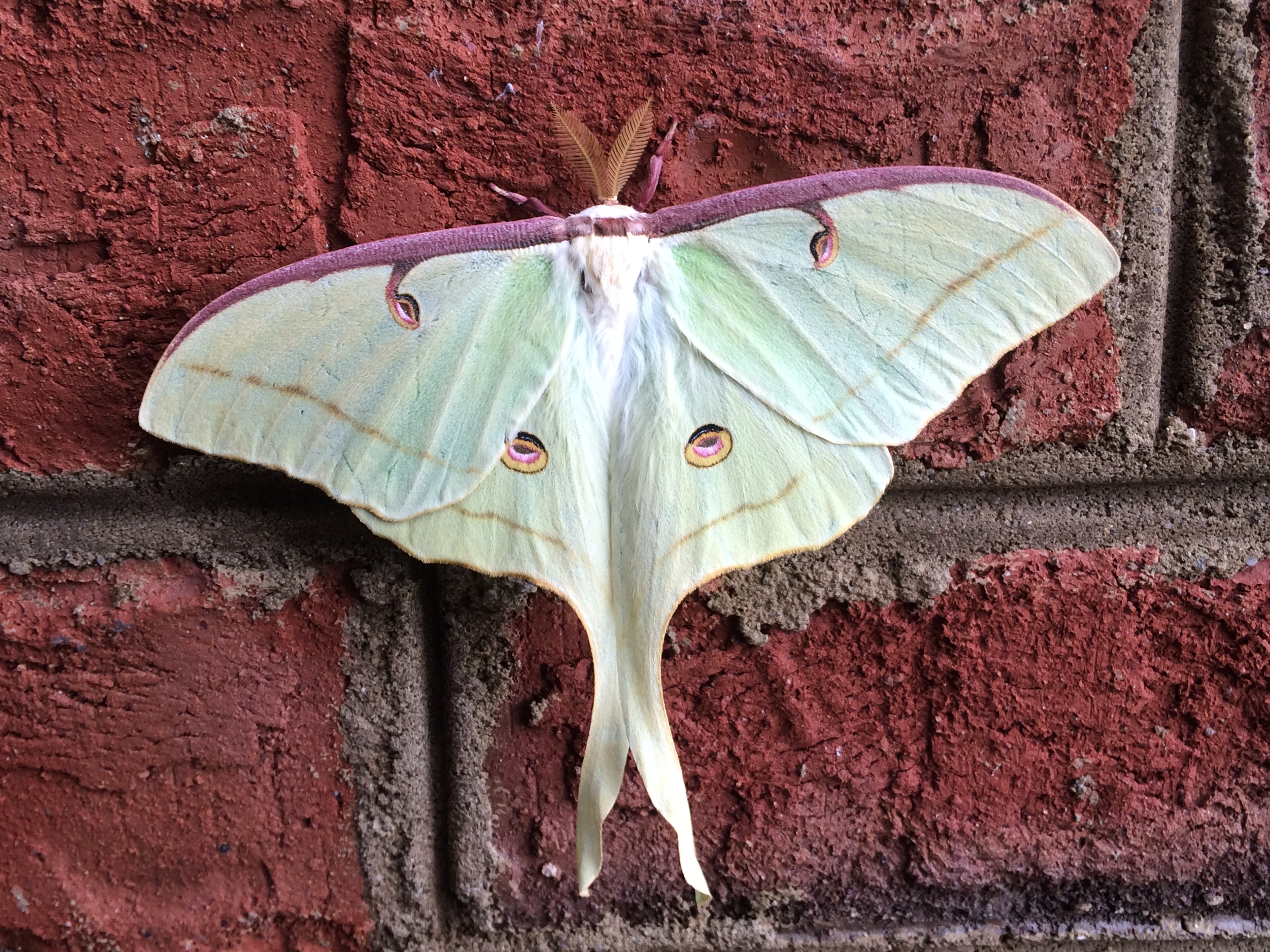 Huge Green And Purple Moth Luna Moth Lucky Sci Huge Green And Purple Moth Luna Moth Lucky Sci