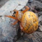 Marbled orb-weaver spider