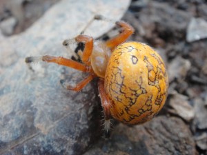 orange-spider