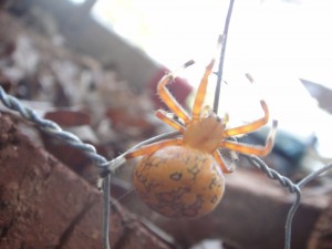 orb-weaver