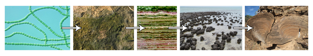 Image credits (left to right): James Golden, Aleksey Nagovitsyn, American Society for Microbiology, Paul Harrison, Noah Wild Blog