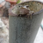 Identifying frogs and toads in NC