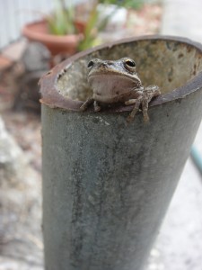 tree-frog-astor-fl