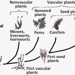 Evolution of plants