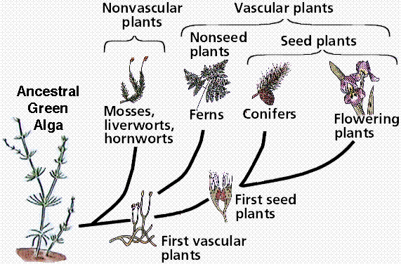 Evolution of plants. Image credit: M. J. Farabee