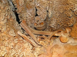 The Neanderthal in the karst 