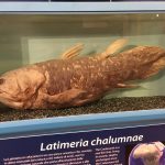 Coelacanth (Latimeria chalumnae) in Trieste's Natural History Museum