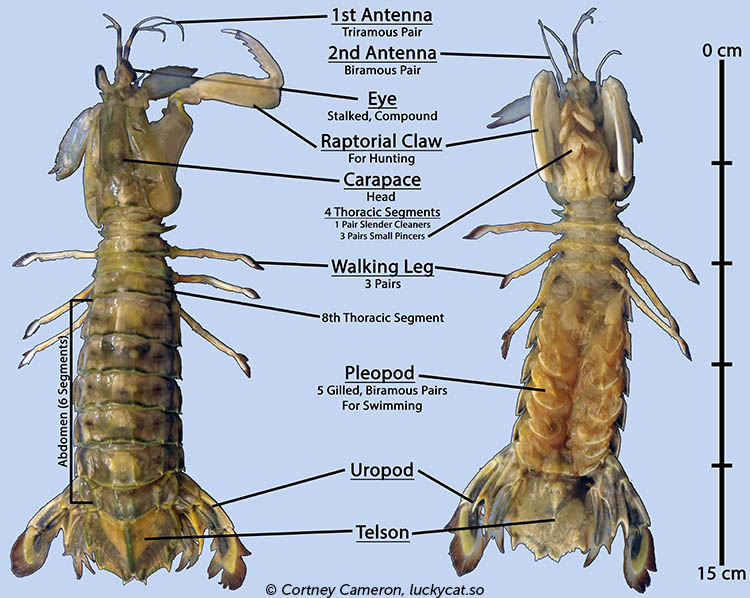 All about Squilla empusa, the American mantis shrimp | Lucky Sci