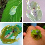See-through glass frogs