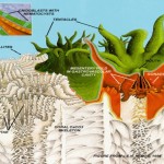 Geology of Hawaiian Coral Reefs