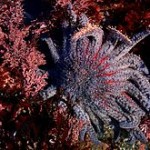 Why starfish (Asteroidea) are awesome