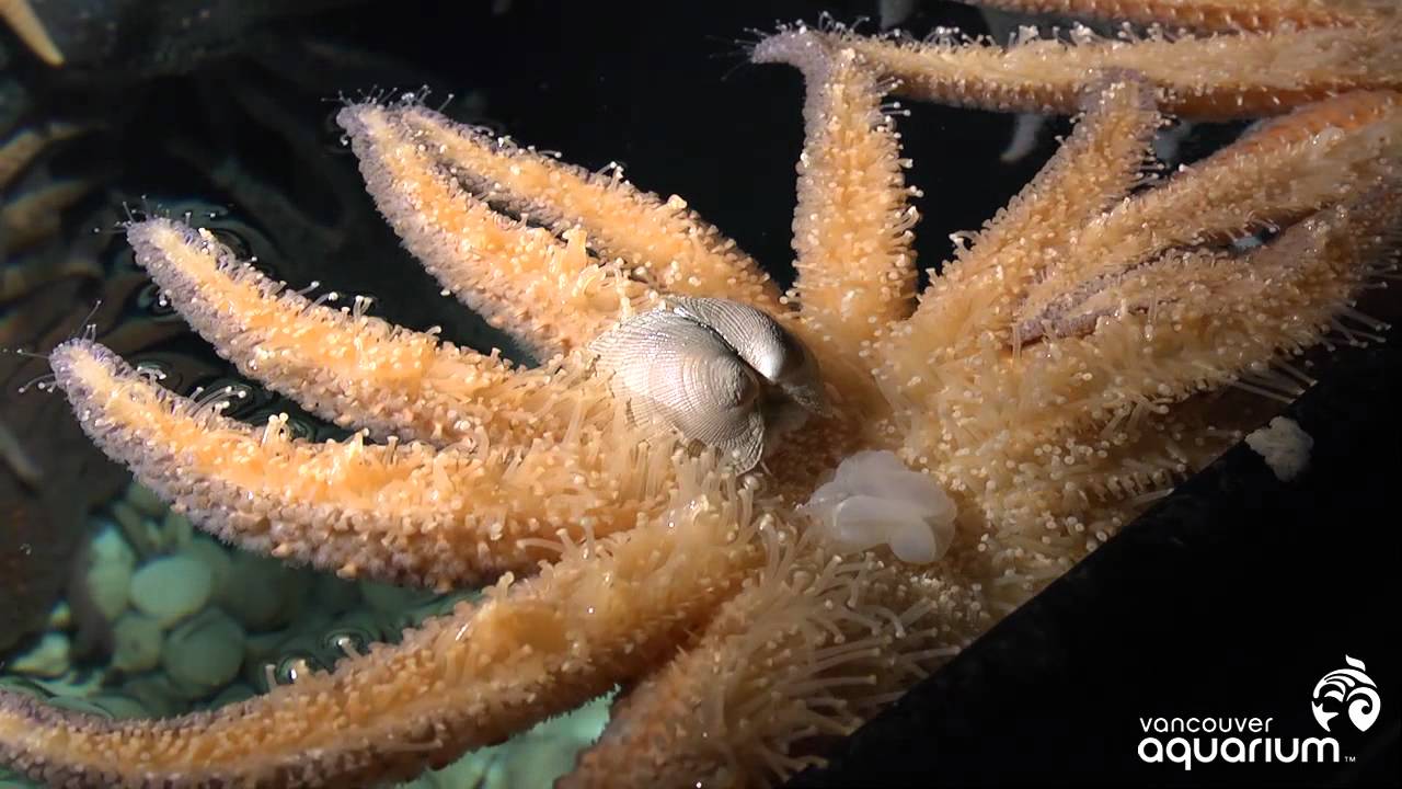 Why starfish (Asteroidea) are awesome | Lucky Sci