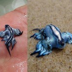 Glaucus atlanticus: beautiful blue sea slug, or Pokemon?