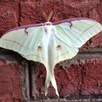 Huge green and purple moth: luna moth